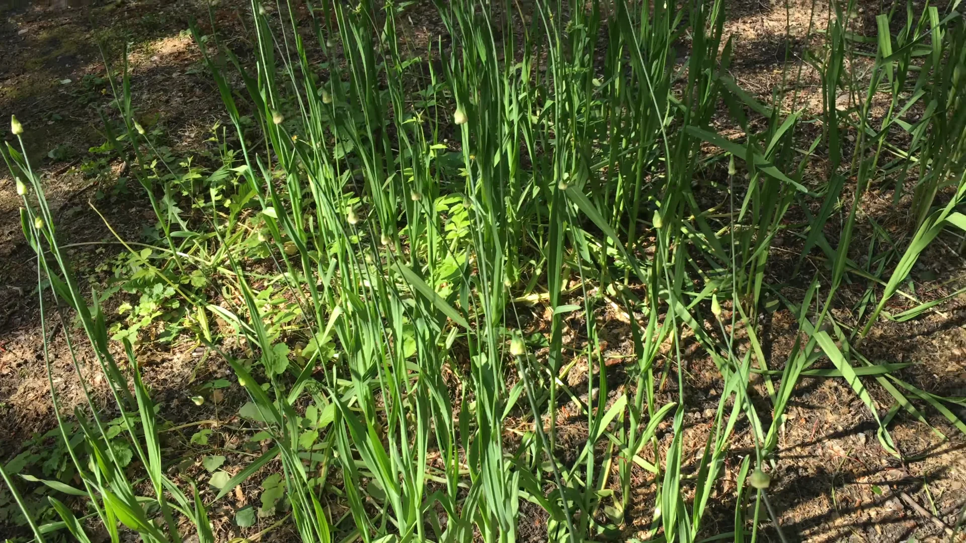 Ail perpetuel/ Rocambole (Allium scorodoprasum) - Image 2