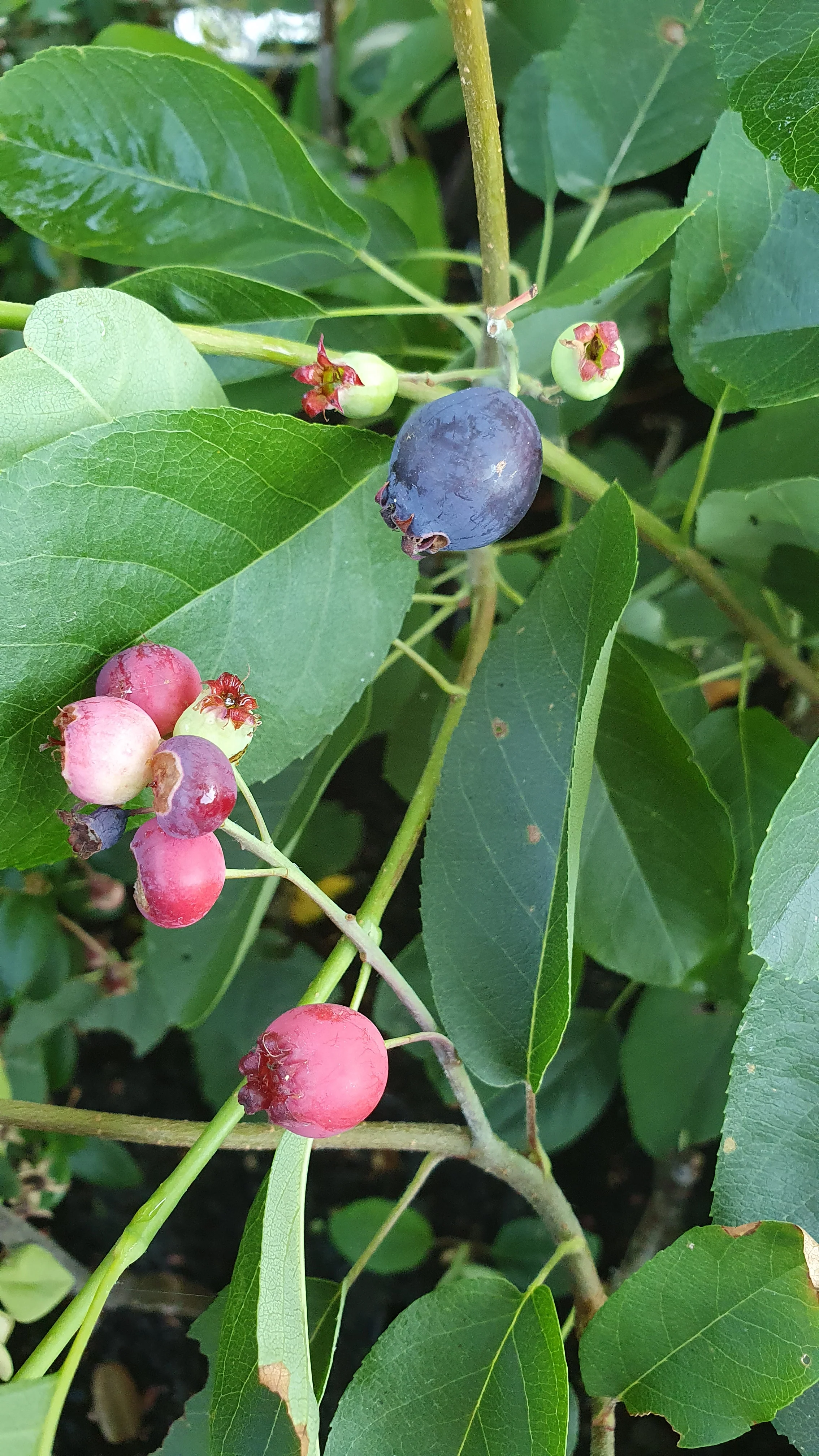 Amélanchier "Thiessen" (Amelanchier alnifolia) - Image 4