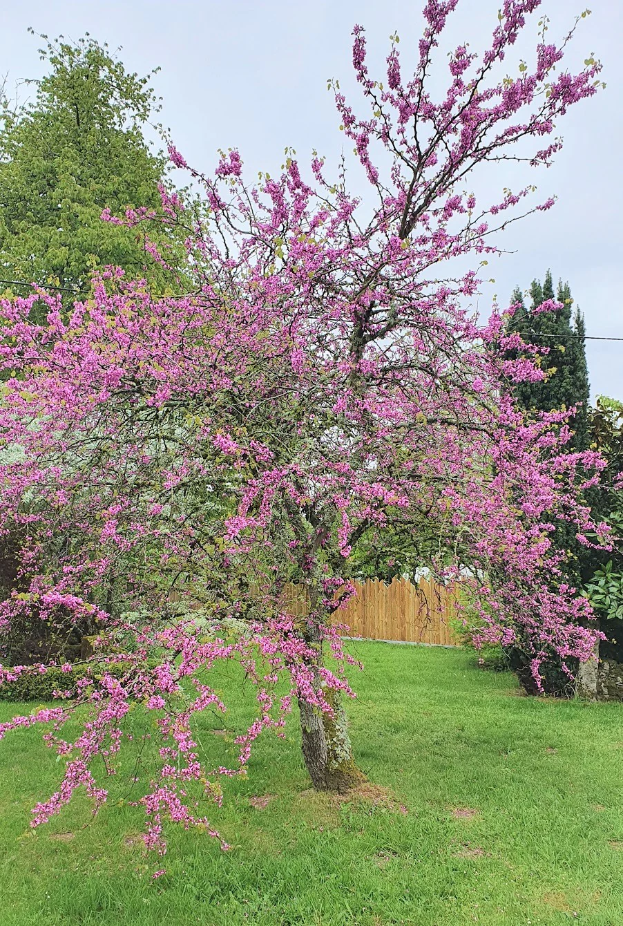 Arbre de judée (Cercis siliquastrum) - Image 3