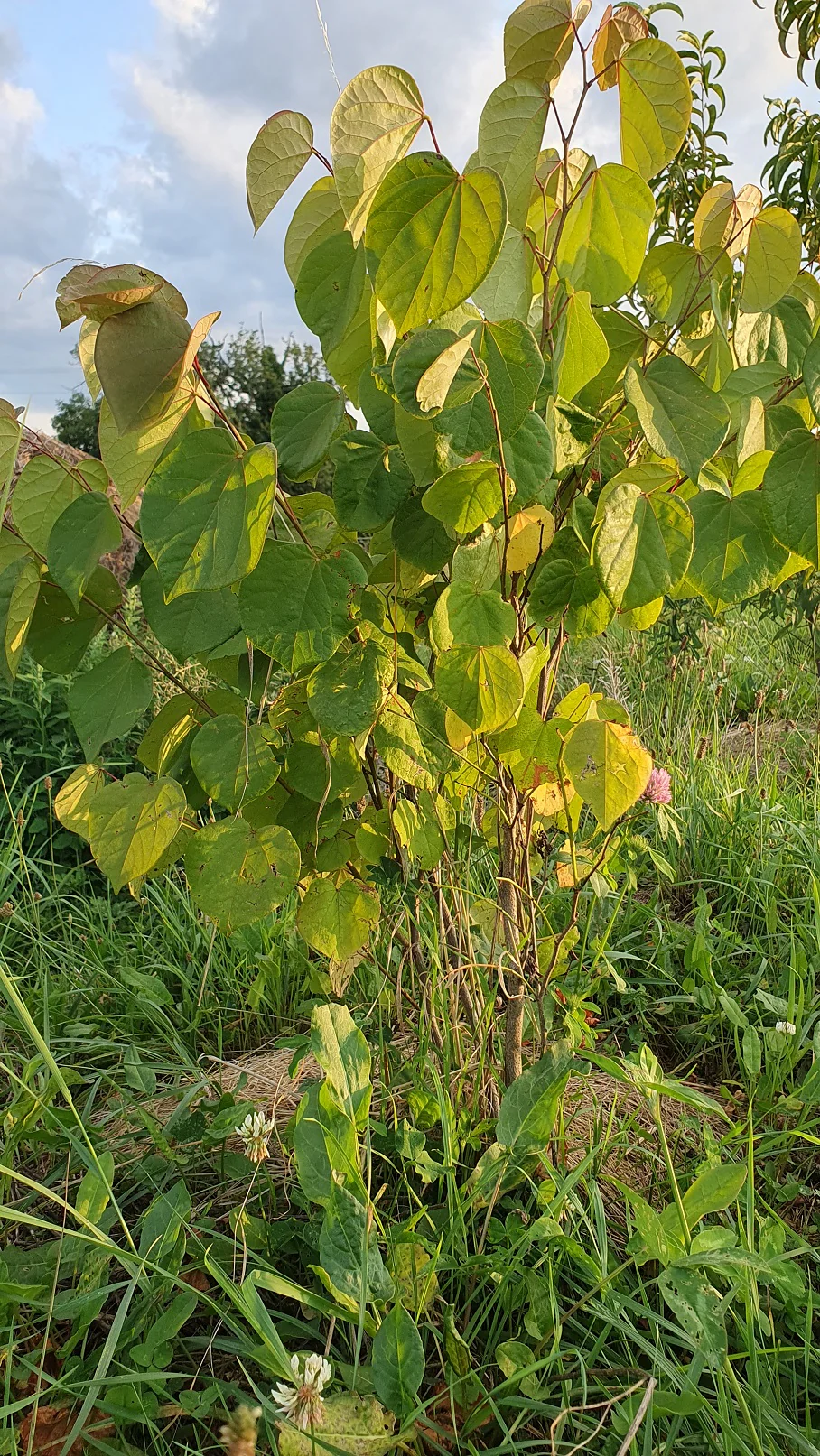 Arbre de judée (Cercis siliquastrum) - Image 4