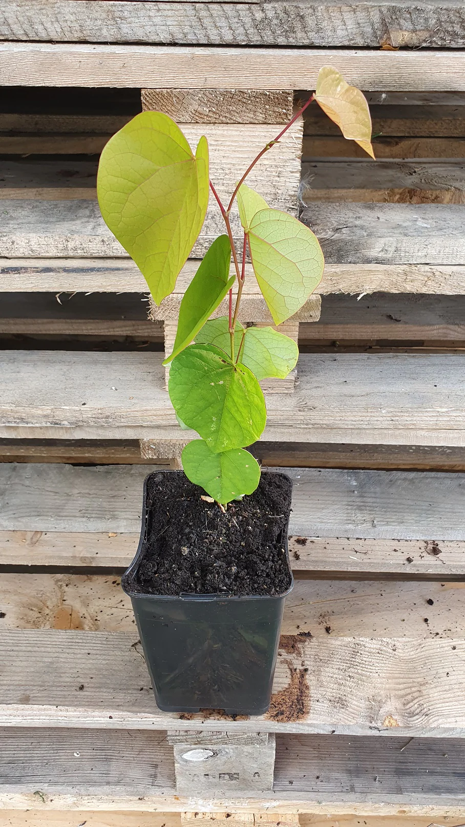 Arbre de judée (Cercis siliquastrum) - Image 5