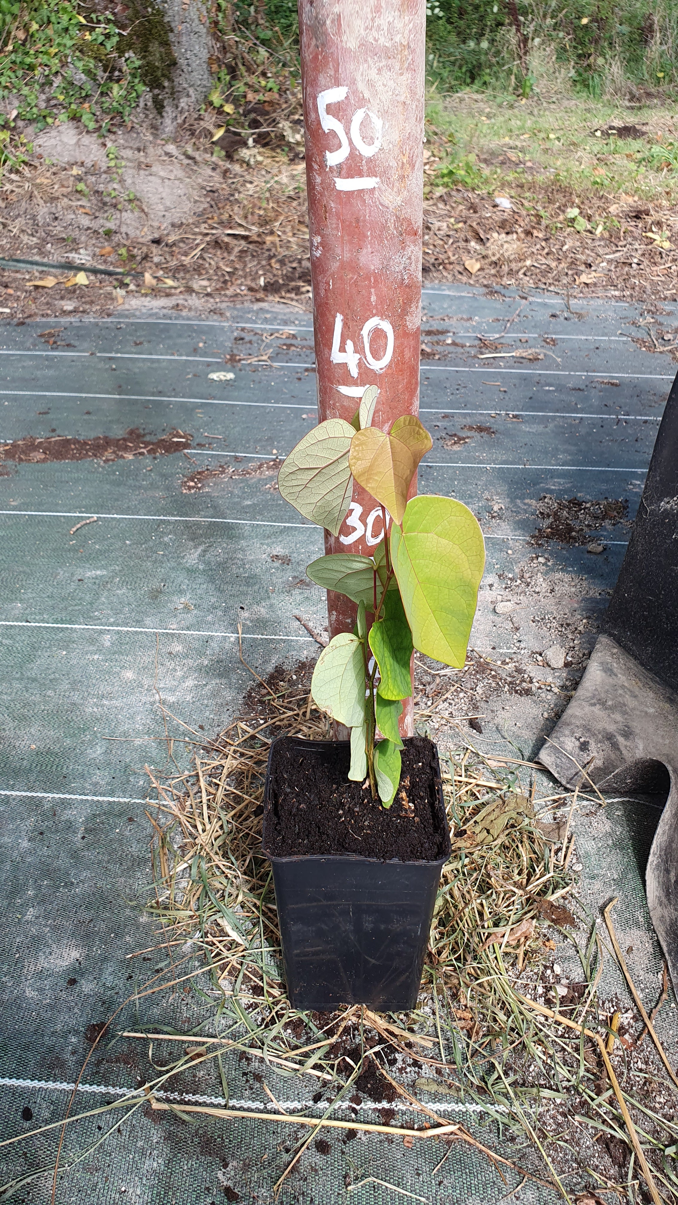 Arbre de judée (Cercis siliquastrum) - Image 6