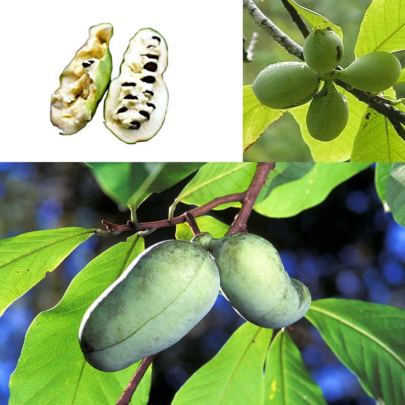 Asiminier de semis: Mangue du Nord - Image 3