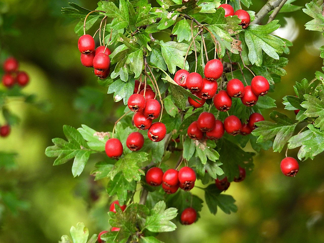 Aubépine (Crataegus monogyna) - Image 2