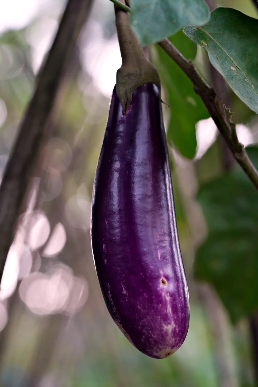 Aubergine "Violetta Lunga"
