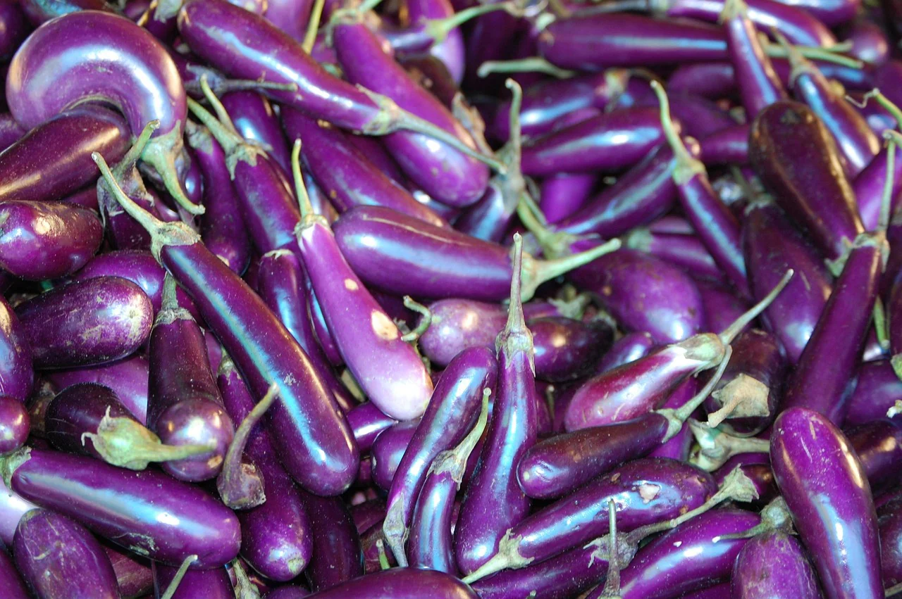 Aubergine "Violetta Lunga" - Image 2