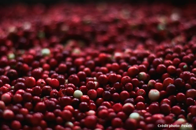 Canneberge "Big Pearl" // Cramberries (Vaccinium macrocarpon) - Image 2