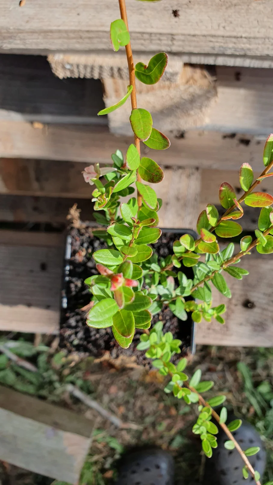 Canneberge "Early black" // Cramberries (Vaccinium macrocarpon) - Image 3