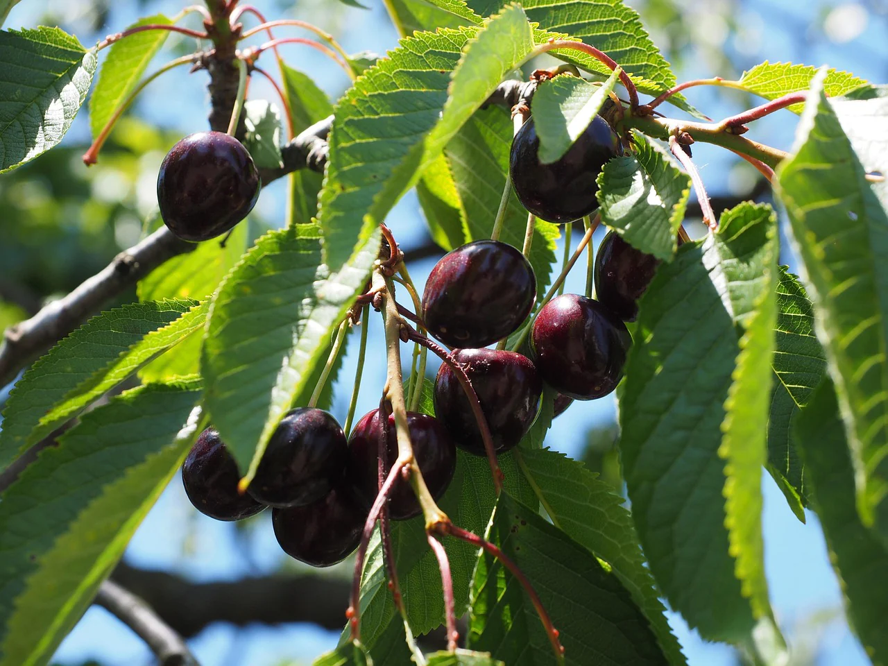 Cerisier "Noire de tartarie" pollinisateur universel.