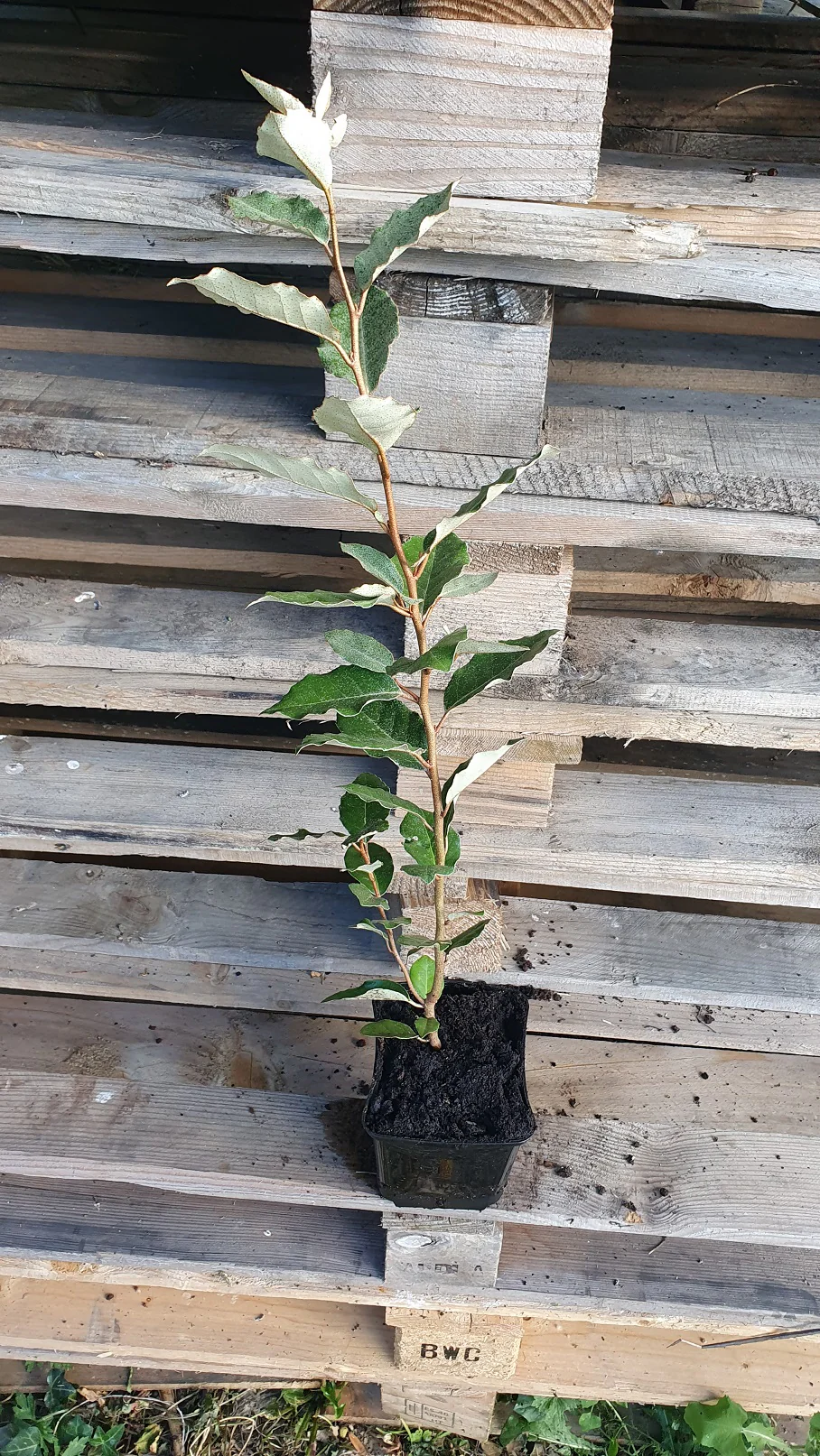 Chalef "limelight" (Elaeagnus Ebinggei) - Image 4