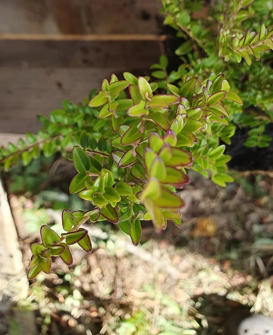 Chévreufeuille arbustif à feuille de buis (Lonicera nitida) - Image 4