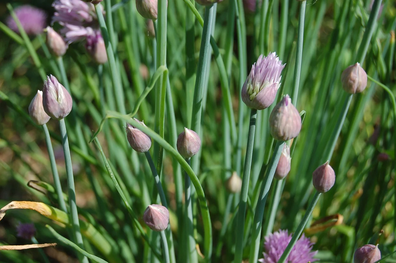 ciboulette (Allium schoenoprasum) - Image 2
