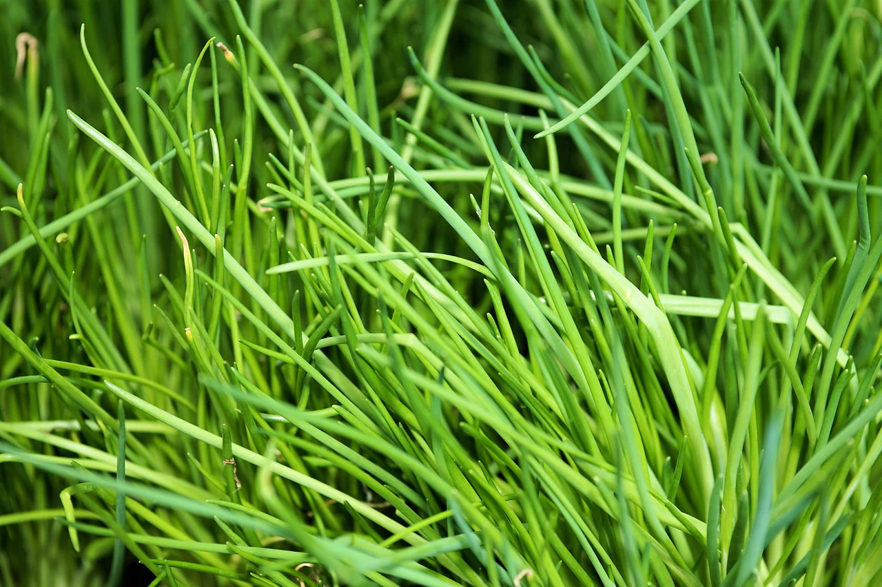 ciboulette (Allium schoenoprasum) - Image 3