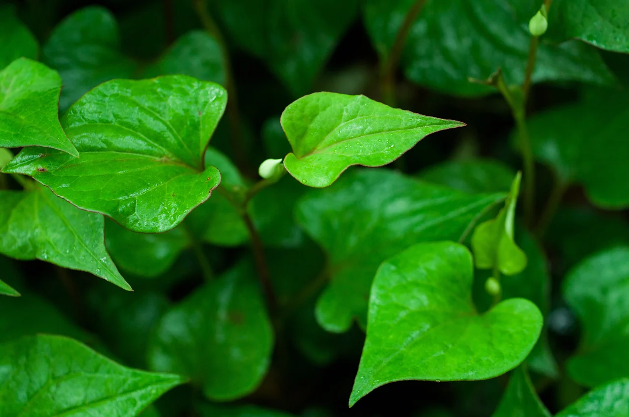 Coriandre perpétuelle (Houttuynia cordata)