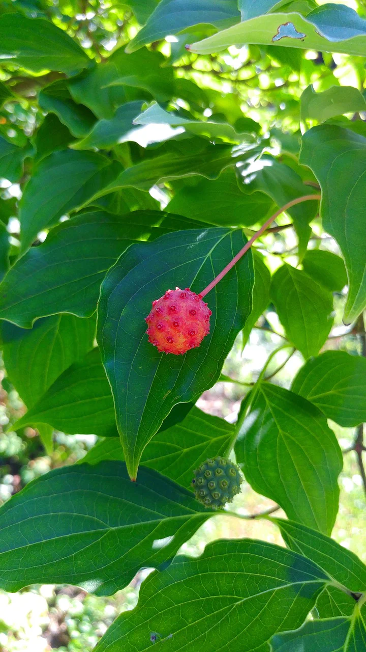 Cornouiller du japon (Cornus kousa) - Image 3