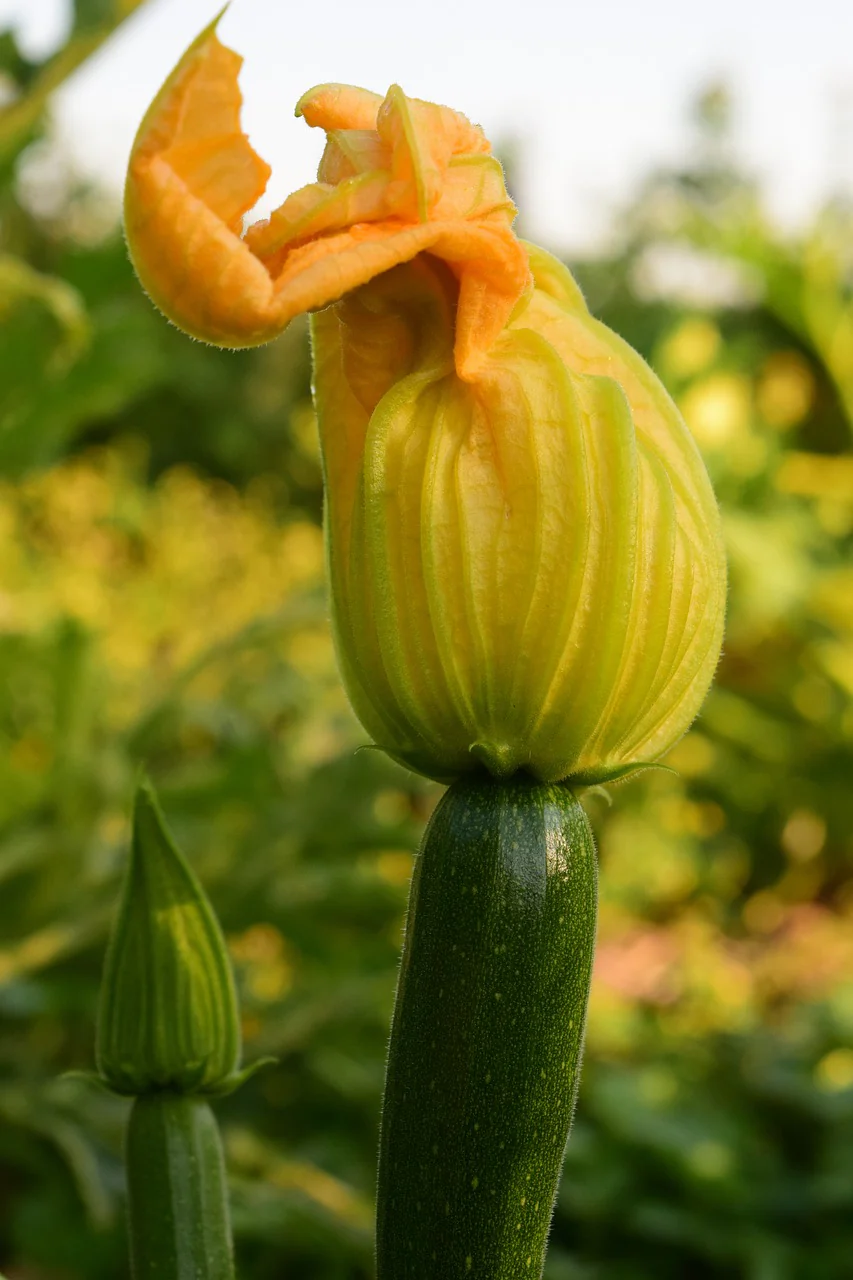 Courgette black beauty - Image 2