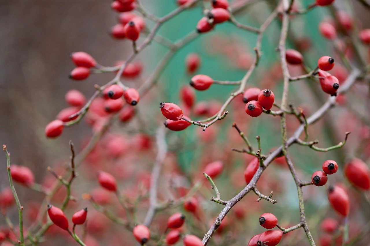 Eglantier (Rosa canina) - Image 3