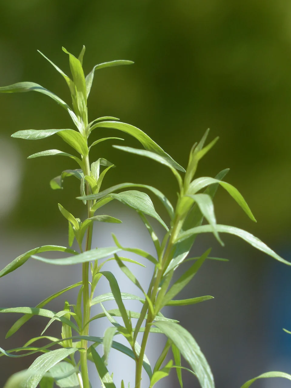Estragon Français (Artemisia dracunculus)