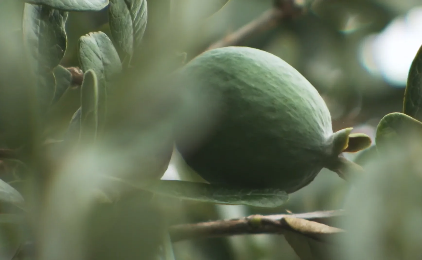 Feijoa ‘Mammoth’ // Goyavier rustique (Acca sellowiana)
