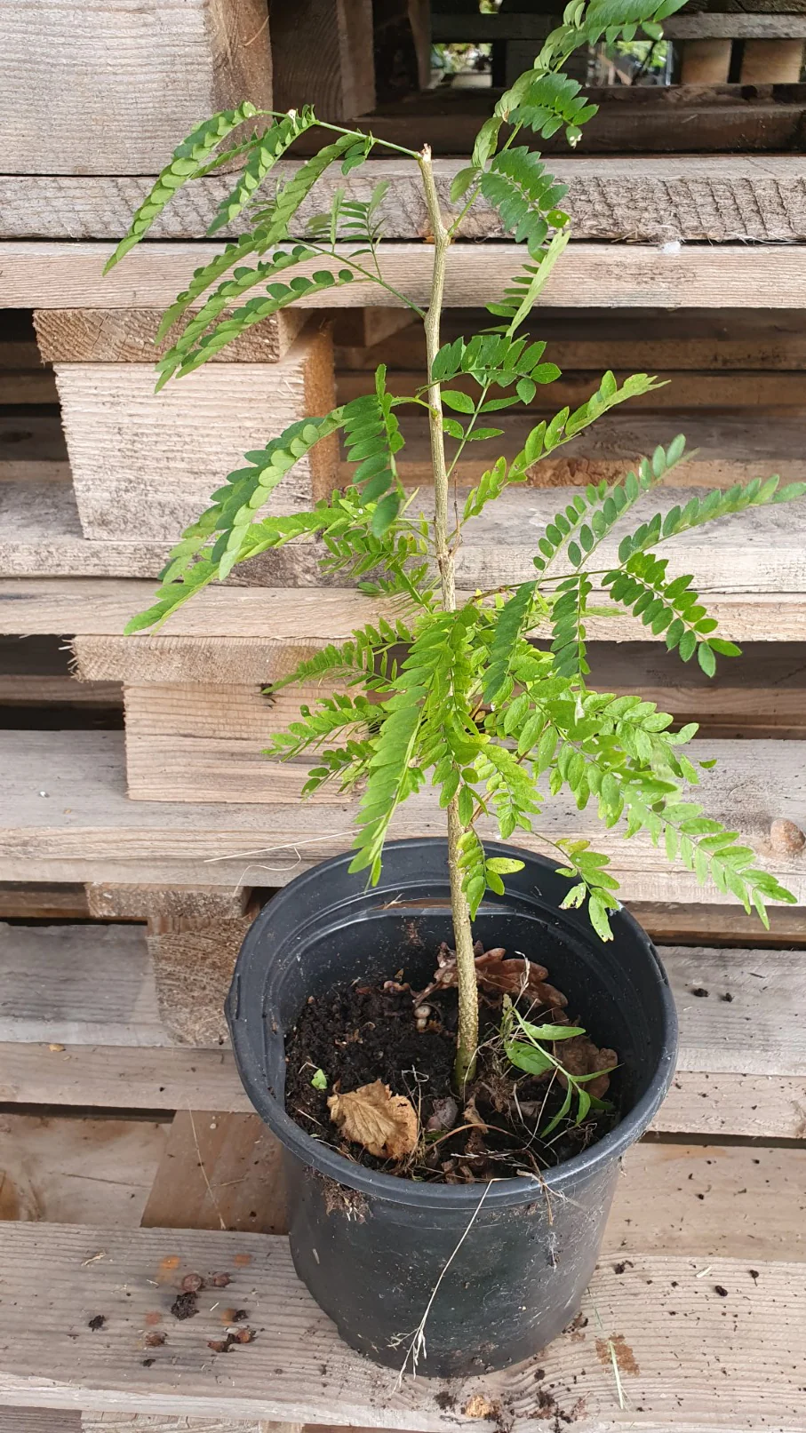 Févier d'amérique sans épines (Gleditsia triacanthos inermis) - Image 3