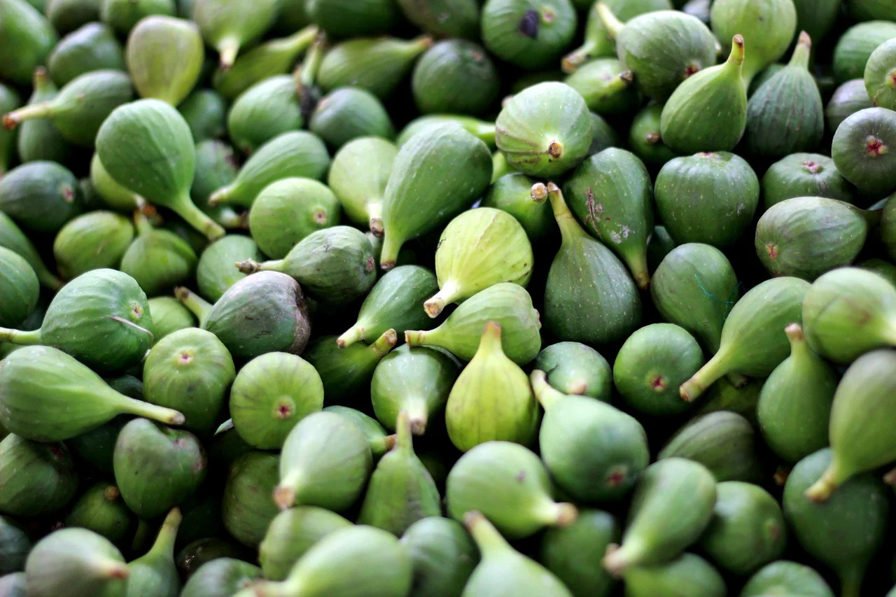 Figuier "longue d'aout" (ficus carica) - Image 3