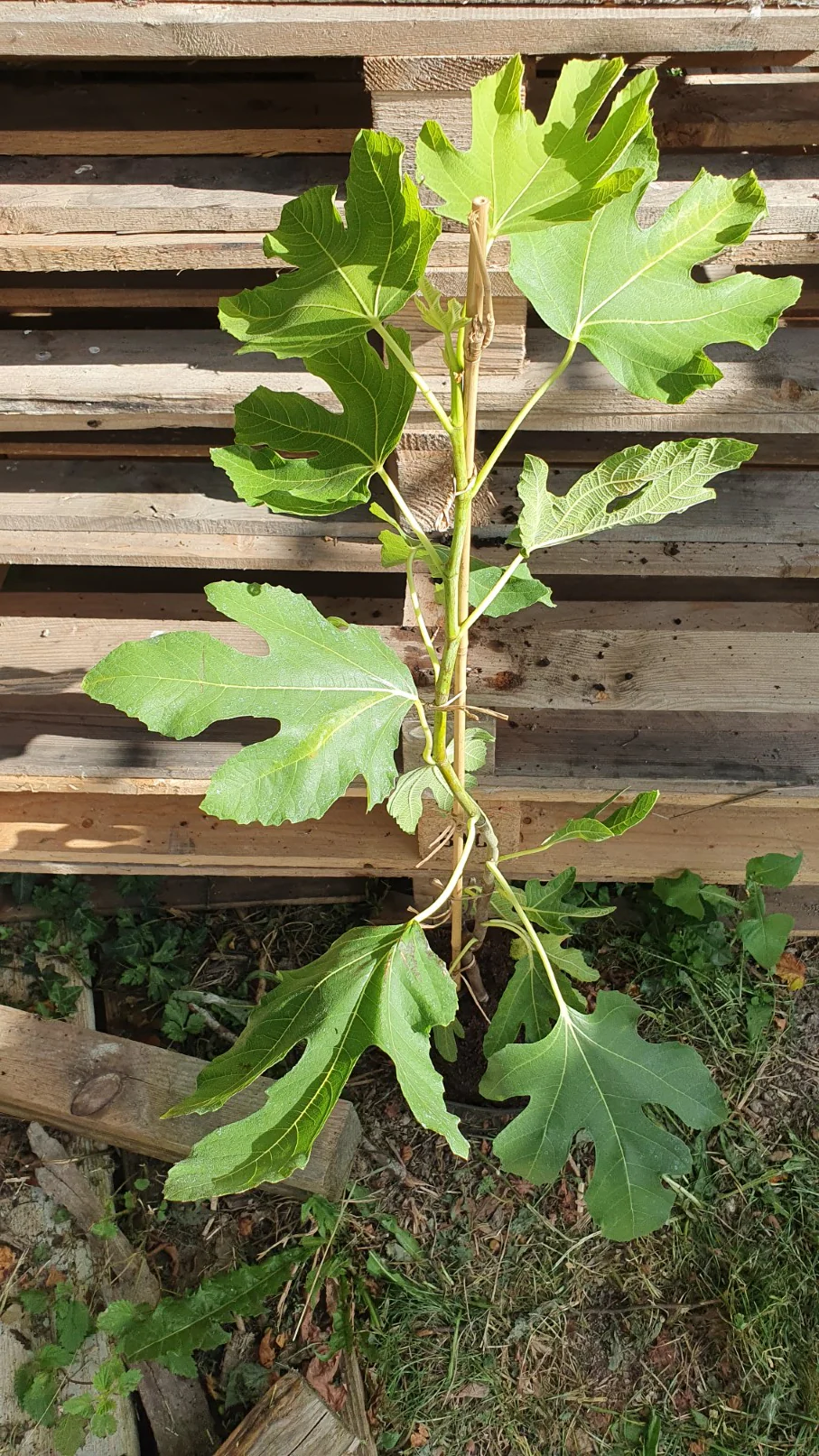 Figuier "longue d'aout" (ficus carica) - Image 4