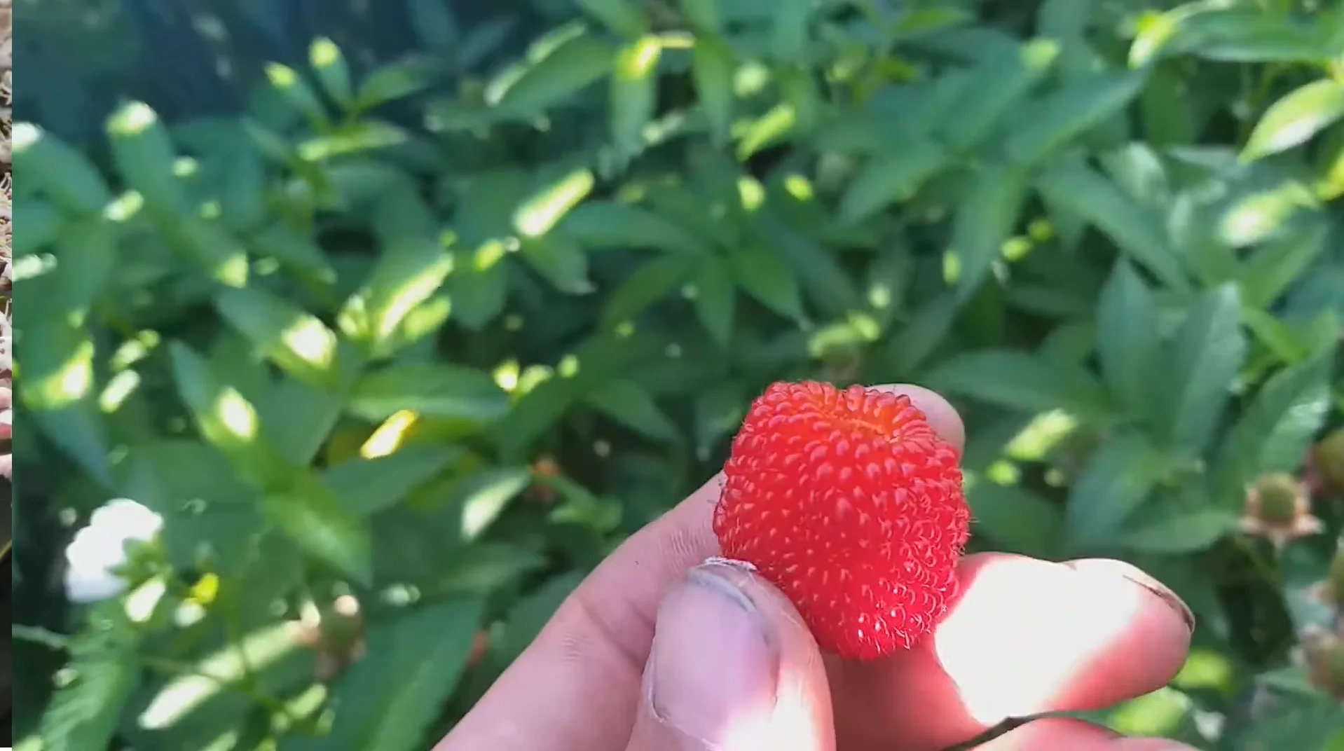 Framboisier-Fraise (Rubus illecebrosus)