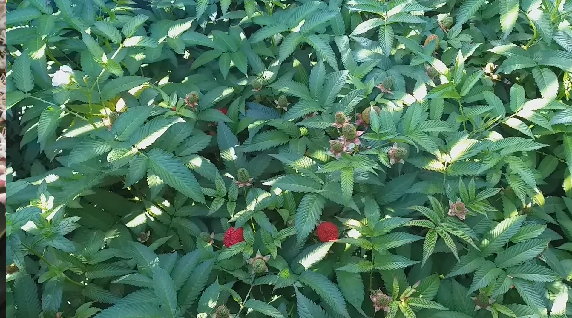 Framboisier-Fraise (Rubus illecebrosus) - Image 2