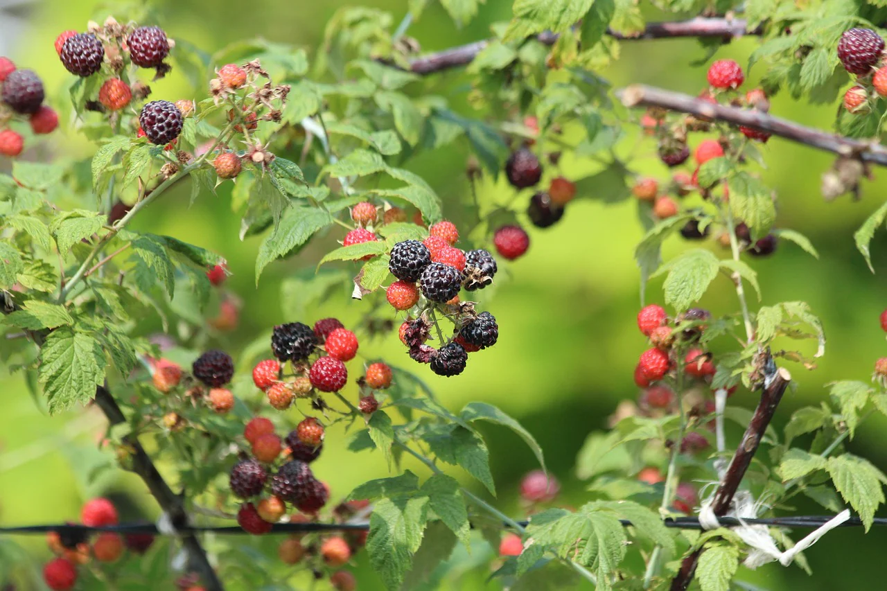 Framboisier noire "Black Jewel" (Rubus ideaus)