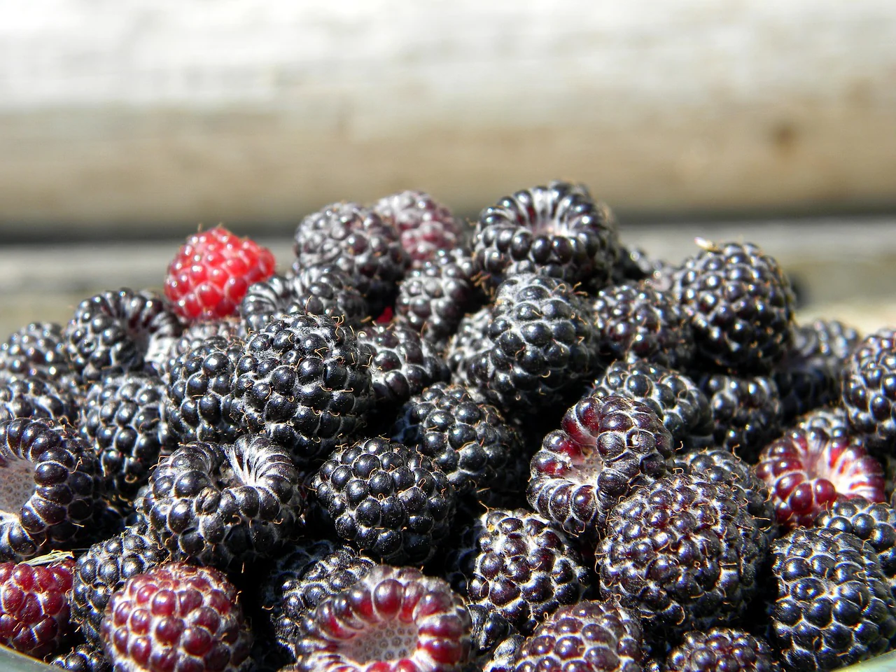 Framboisier noire "Glen coe" (Rubus ideaus × neglectus)