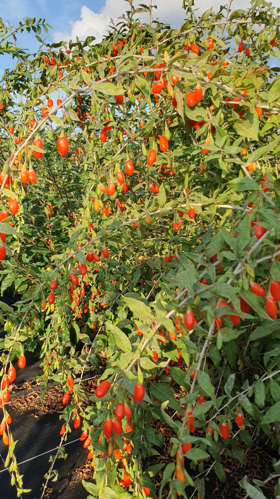 Goji "N°1" (lycium barbarum)