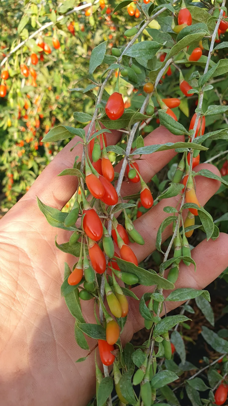Goji "New big" (lycium barbarum)