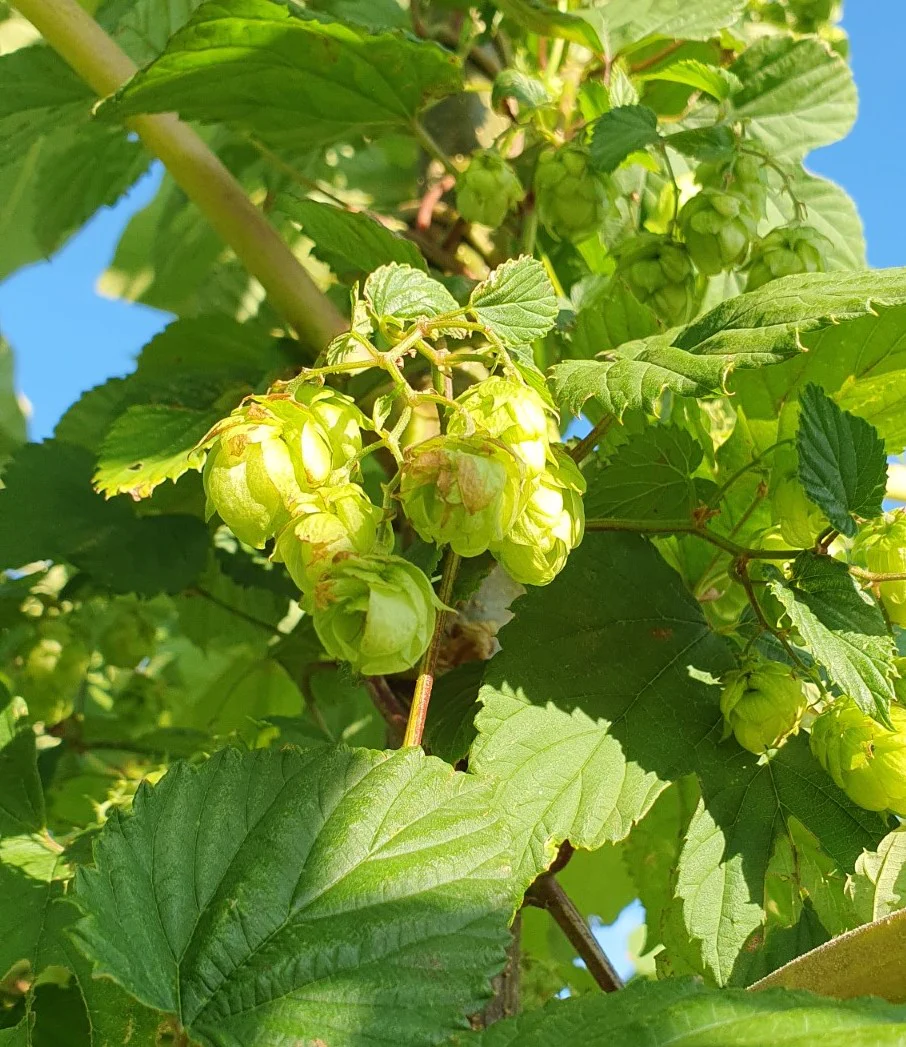 Houblon de semis (Humulus lupulus)