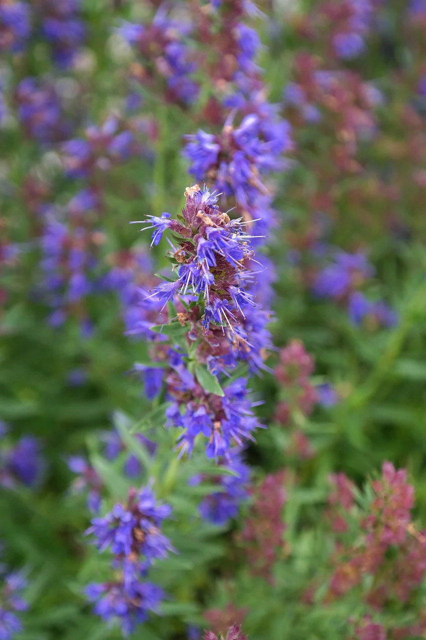 Plants de jardin
