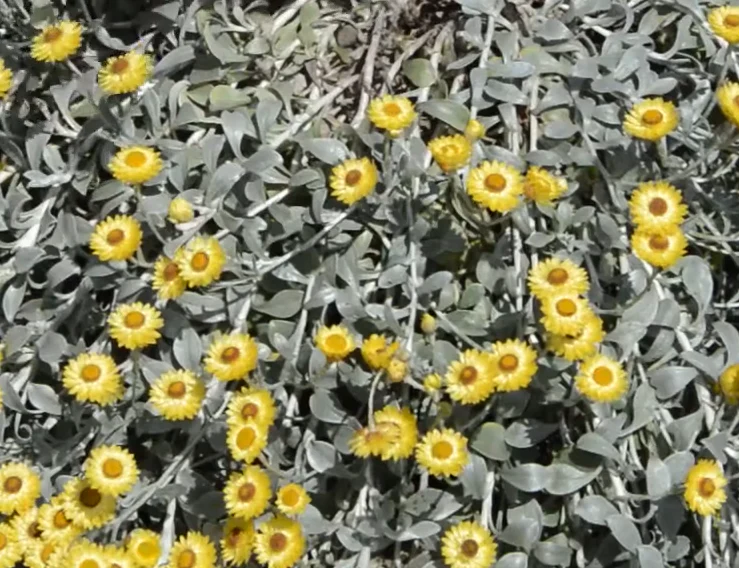 Immortelle à feuilles argentées (Helichrysum argyrophyllum)