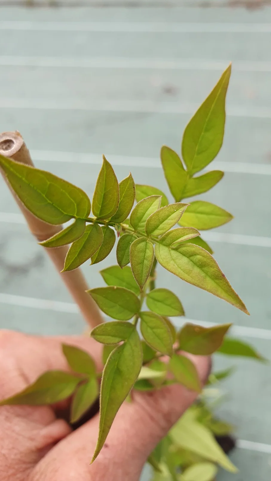 Jasmin officinal (Jasminus officinalis) - Image 3