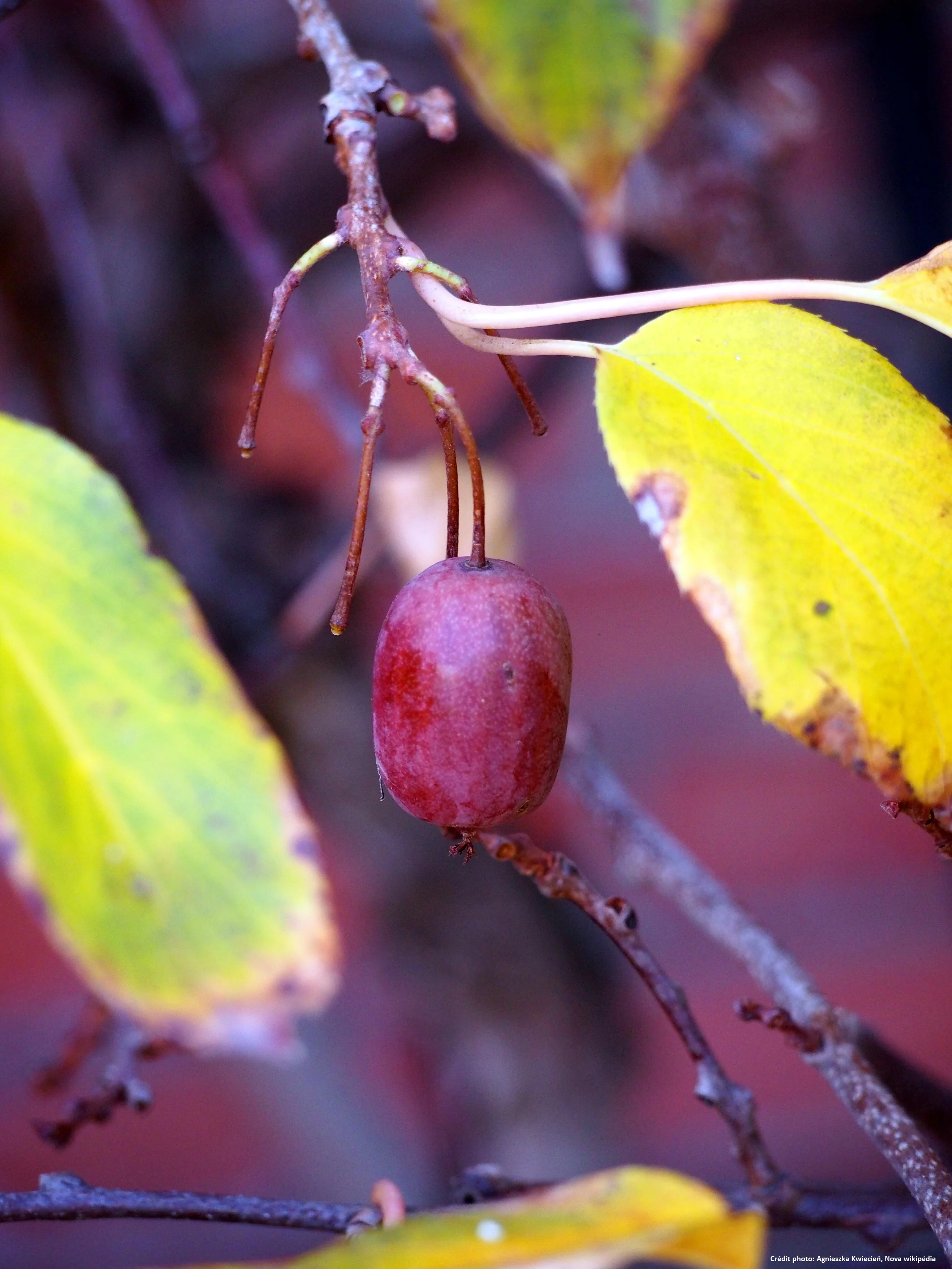 Kiwaï femelle rouge "Ken'red" // Kiwi de sibérie (Actinidia arguta)