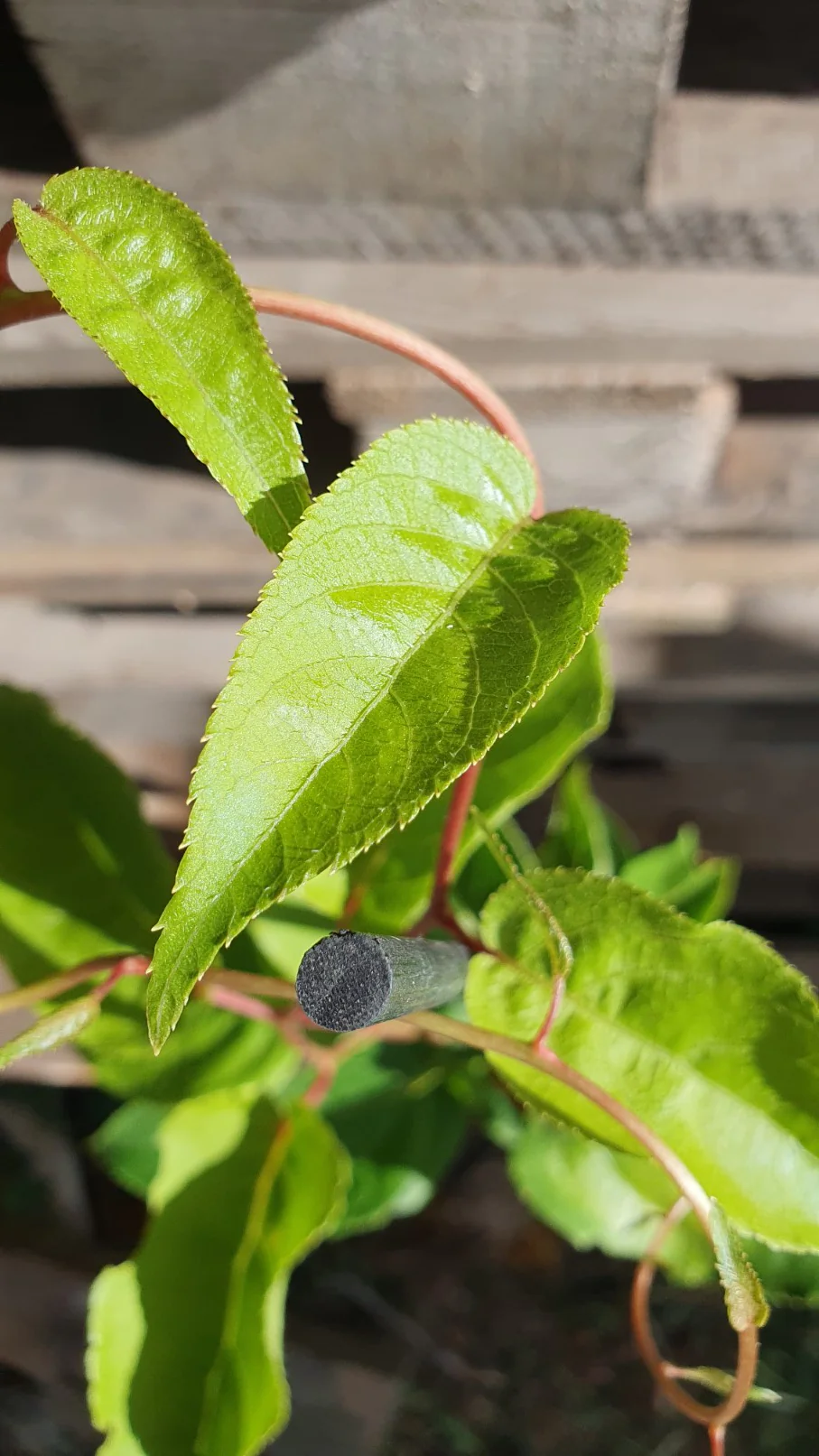 Kiwaï mâle "ken's red" Kiwi de sibérie  (Actinidia arguta)