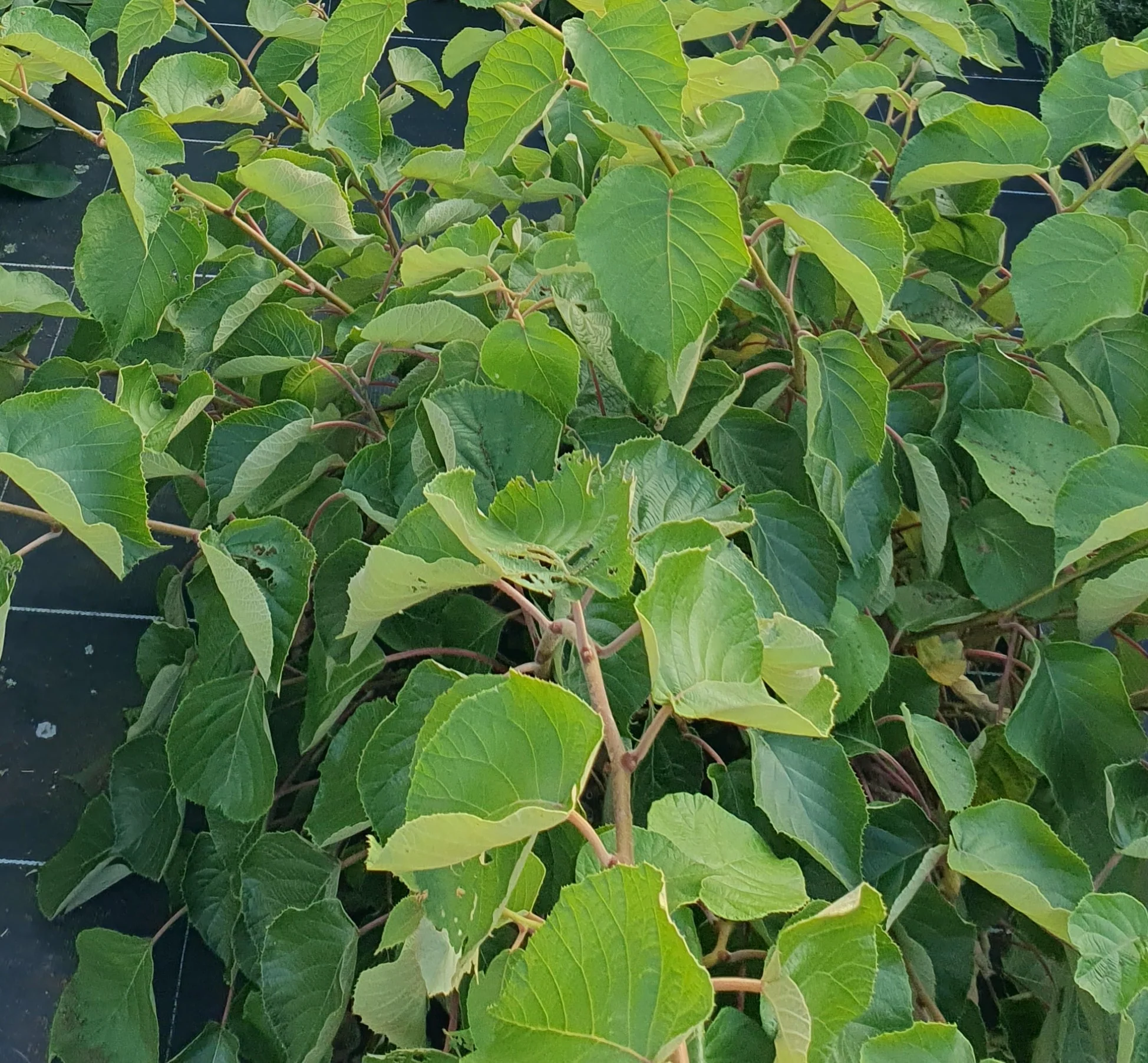 Kiwi mâle "Atlas" (Actinidia chinensis)