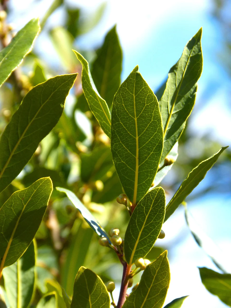 Laurier sauce // Laurier noble (Laurus nobilis)