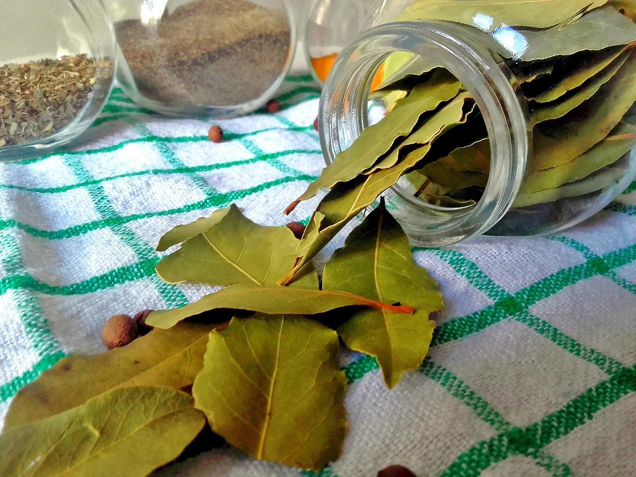 Laurier sauce // Laurier noble (Laurus nobilis) - Image 2