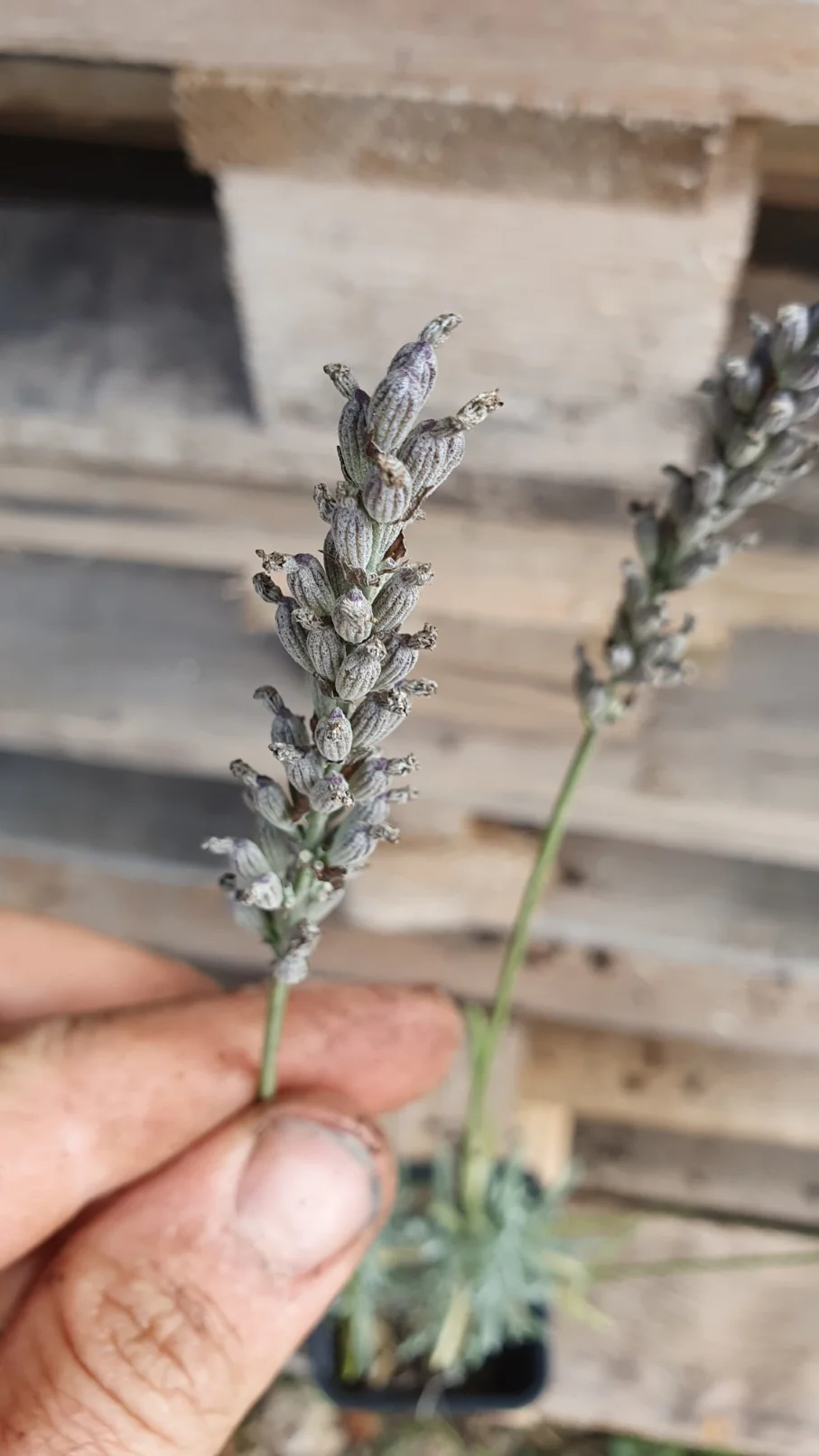 Lavandin "Dutch" (lavandula intermedia) - Image 3