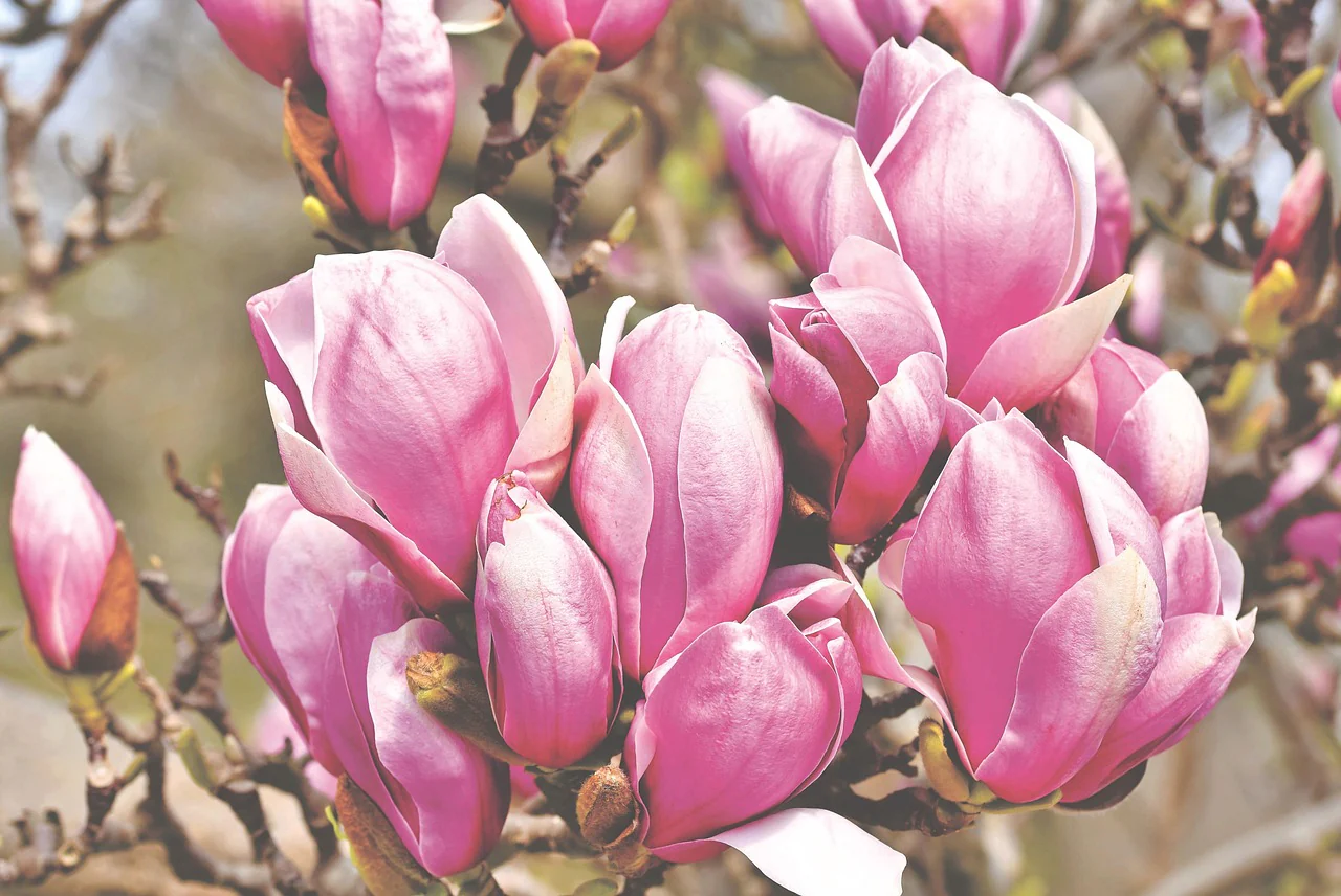 Magnolia "rubra" (magnolia solangeana) - Image 3