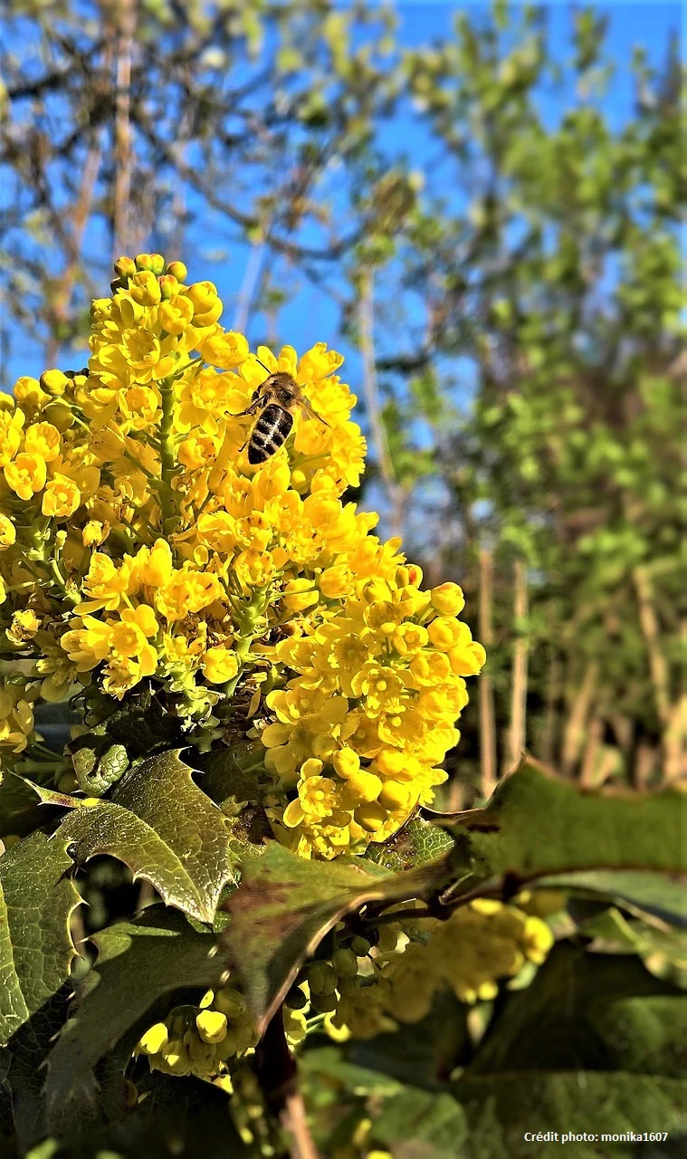 Mahonia à feuille de houx - Image 4