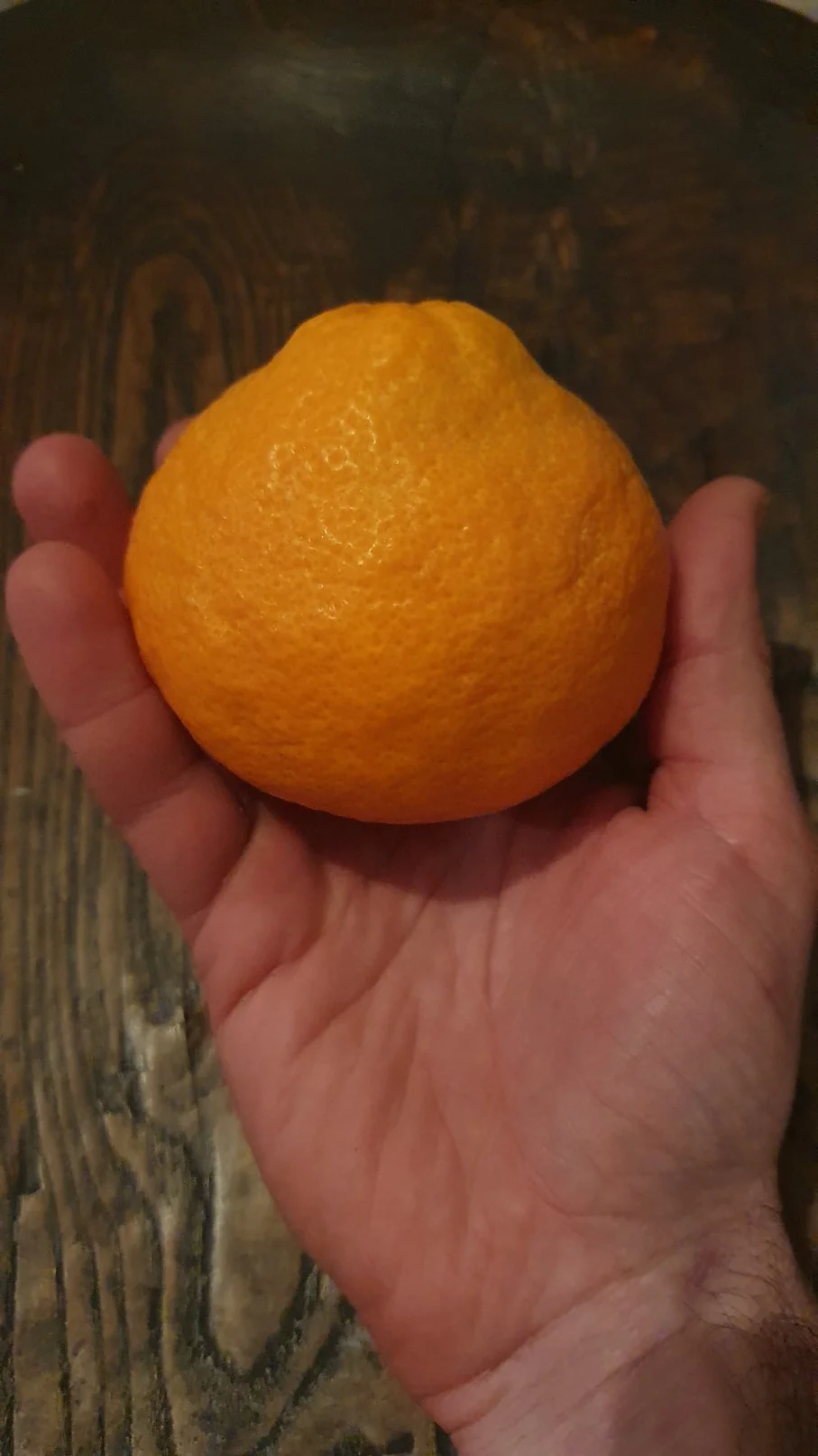 Mandarinier satsuma - Image 4
