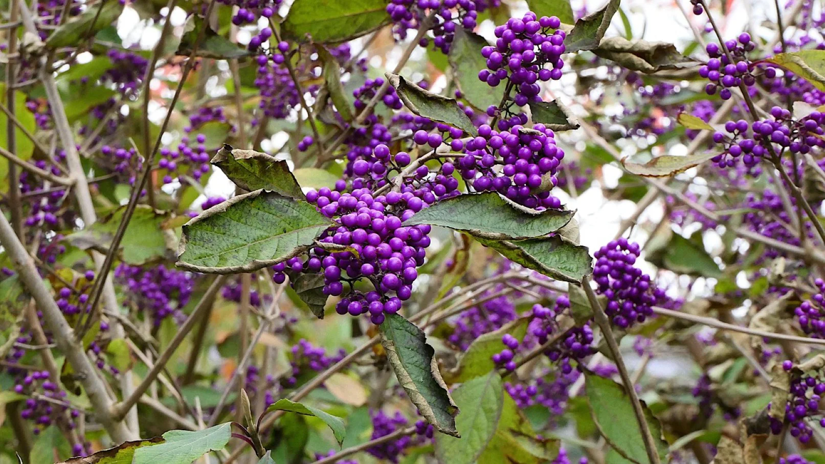Arbuste aux bonbons "profusion" – Callicarpe de Bodinier (Callicarpa bodinieri) - Image 2
