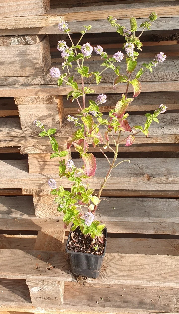 Menthe "Poivrée Grapefruit" (Mentha piperita) - Image 3
