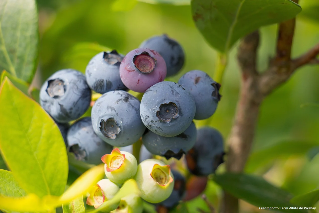Myrtille américaine "Brigitta" (Vaccinium corymbosum)
