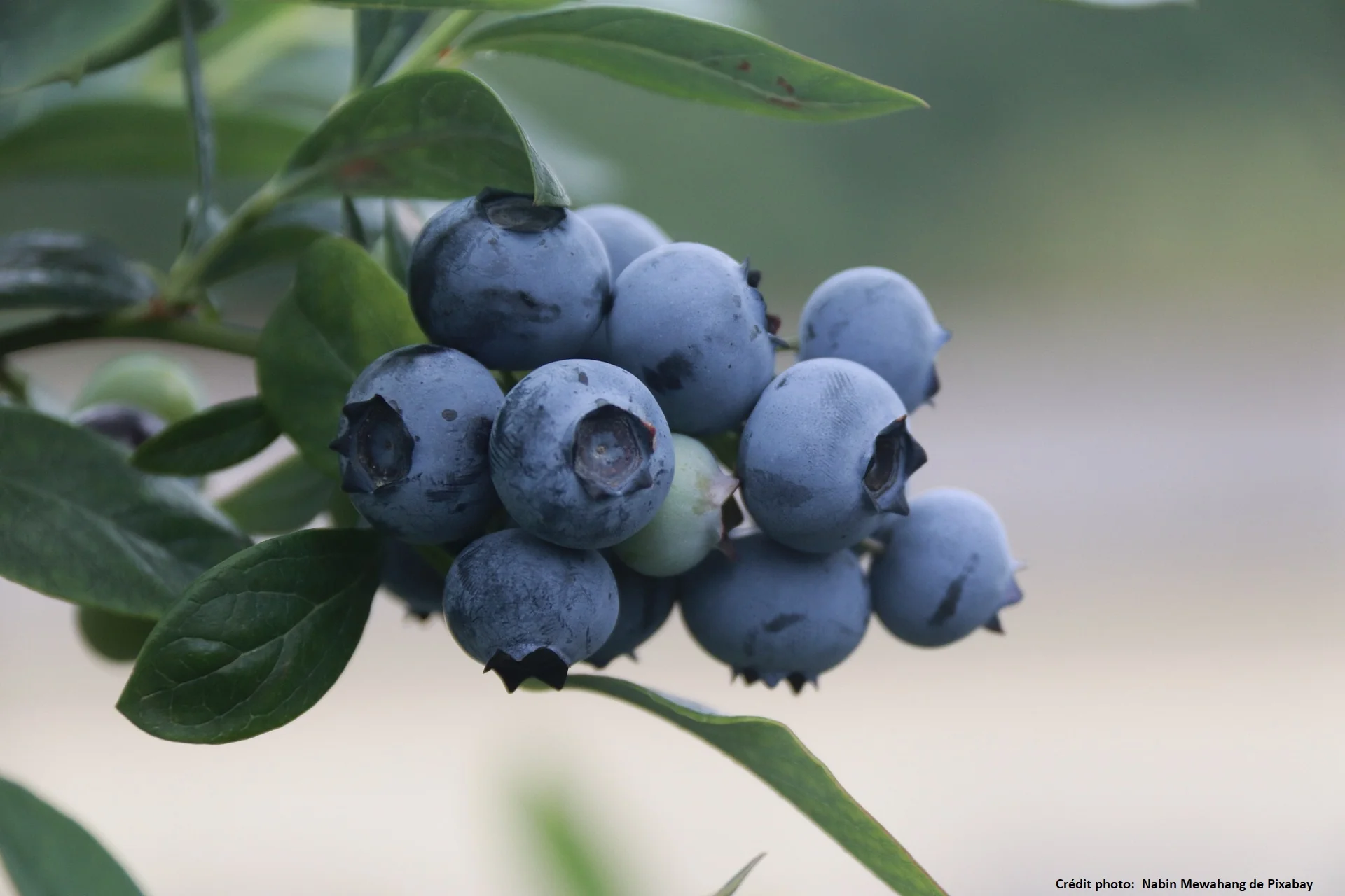 Myrtille américaine "paty" (Vaccinium corymbosum)