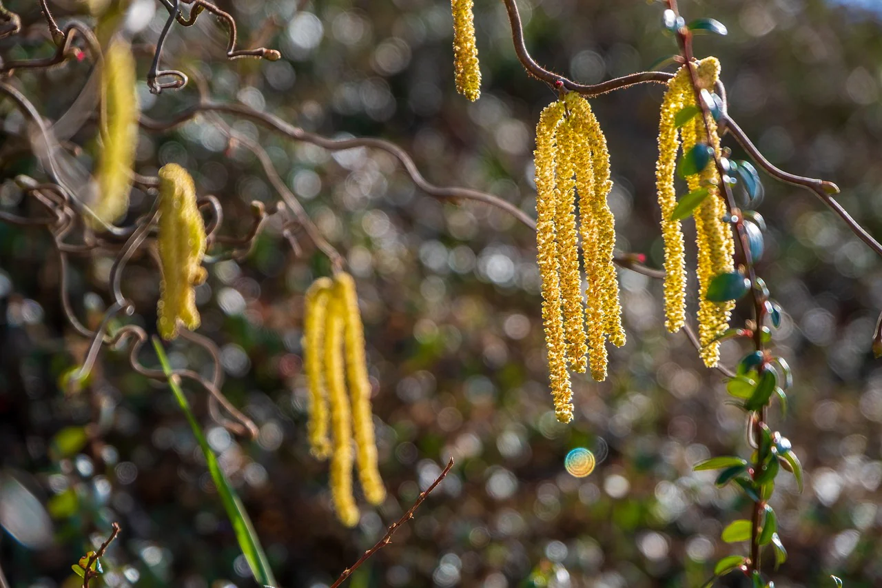 Noisetier tortueux à gros fruits "Contorta" (Corylus avellana) - Image 3